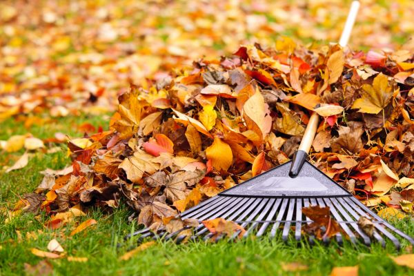 Cost of Fall Lawn Cleanup Service in Vancouver