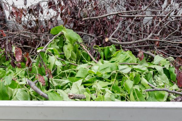 Cost of Brush Hauling in Vancouver