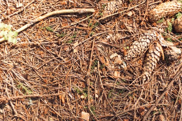 Cost of Pine Needles Removal in Vancouver
