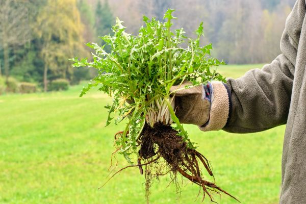 Weed Abatement Service