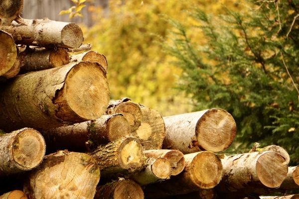 Cost of Wood Pile Removal in Vancouver