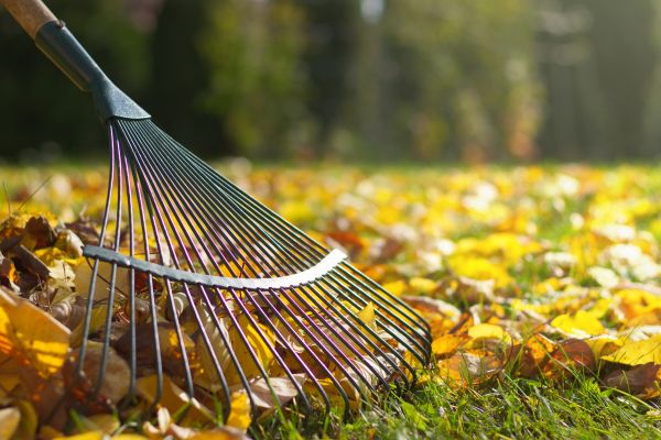 Cost of Leaf Raking Service in Vancouver