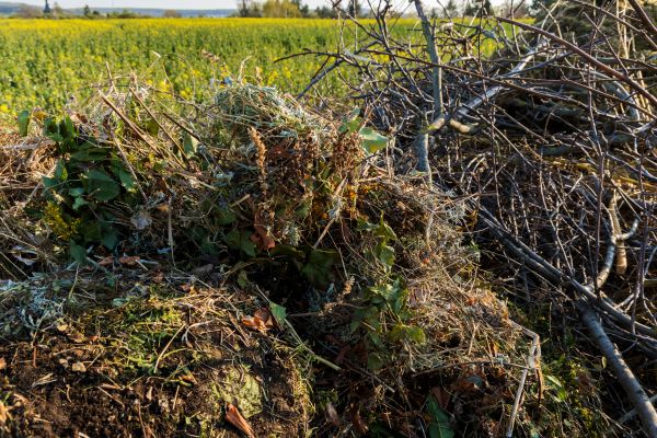 Cost of Brush Disposal in Vancouver