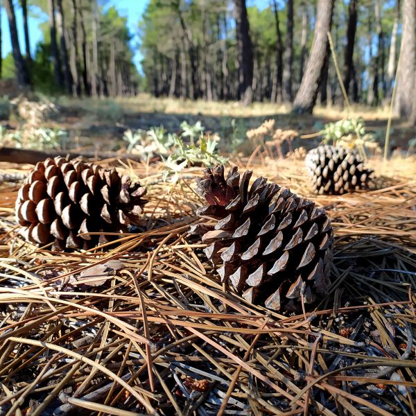 Cost of Pine Cone Removal in Vancouver