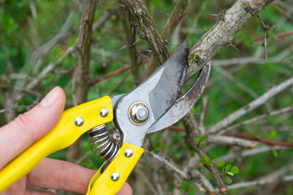 Cost of Limbs Removal in Vancouver