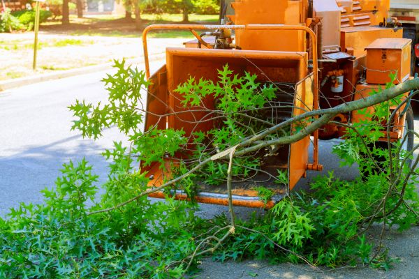 Cost of Tree Branches Removal in Vancouver