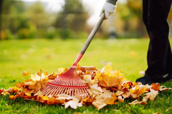 Cost of Ditch Leaf Removal in Vancouver