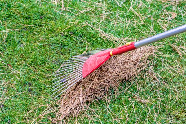 Cost of Pine Straw Raking in Vancouver