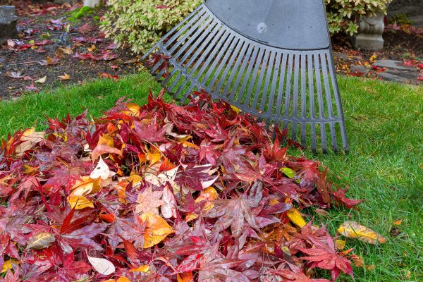 Autumn Yard Cleanup