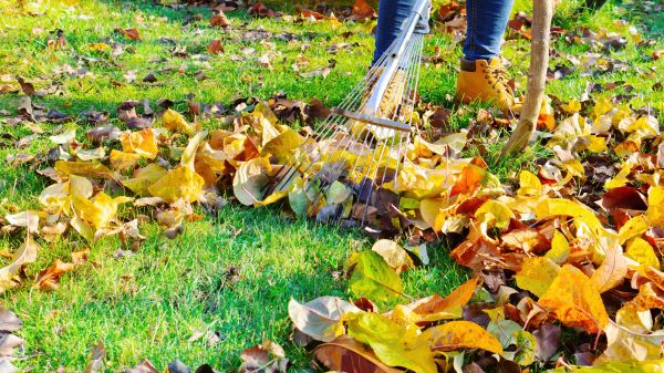 Cost of Lawn Cleanup Service in Vancouver